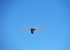 Steppearend (Aquila nipalensis)  Gerkamp bij Gurvanbulag 13-08-2016 (2)